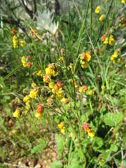 Hermannia prismatocarpa