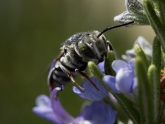 Coelioxys rufitarsis
