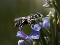 Coelioxys rufitarsis