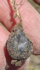 Oxalis polyphylla polyphylla