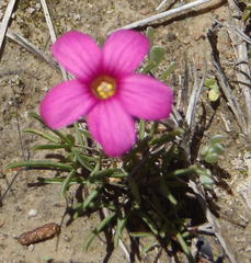 Oxalis polyphylla polyphylla