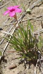 Oxalis polyphylla polyphylla