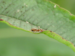 Lasius pallitarsis