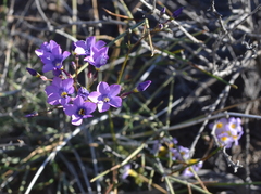 Gilia cana
