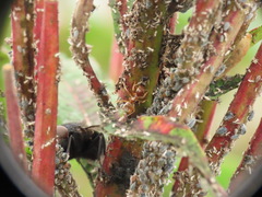 Lasius pallitarsis