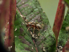 Lasius pallitarsis