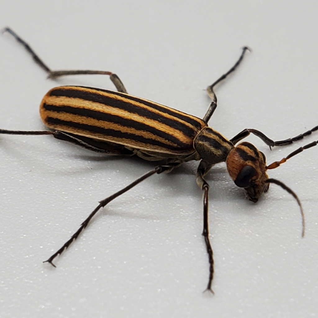 Old-fashioned potato beetle