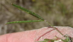 Oxalis polyphylla polyphylla