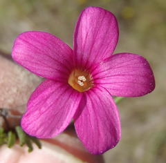 Oxalis polyphylla polyphylla