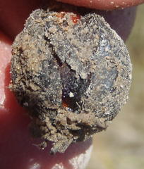 Oxalis polyphylla polyphylla