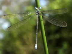 Lestes virgatus