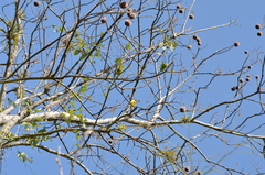 Image of Cochlospermum vitifolium