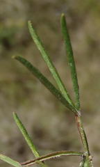 Oxalis polyphylla polyphylla