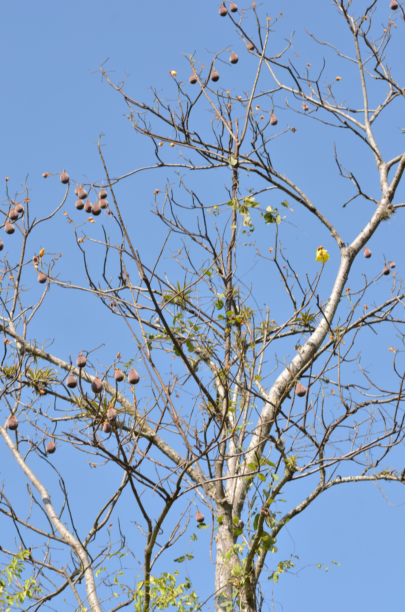 Cochlospermum vitifolium image