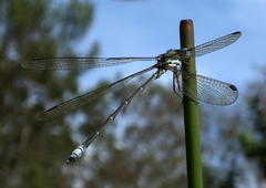 Lestes virgatus