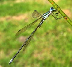 Lestes virgatus