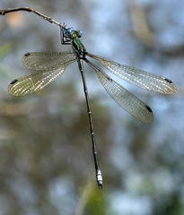 Lestes virgatus