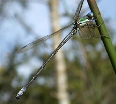 Lestes virgatus