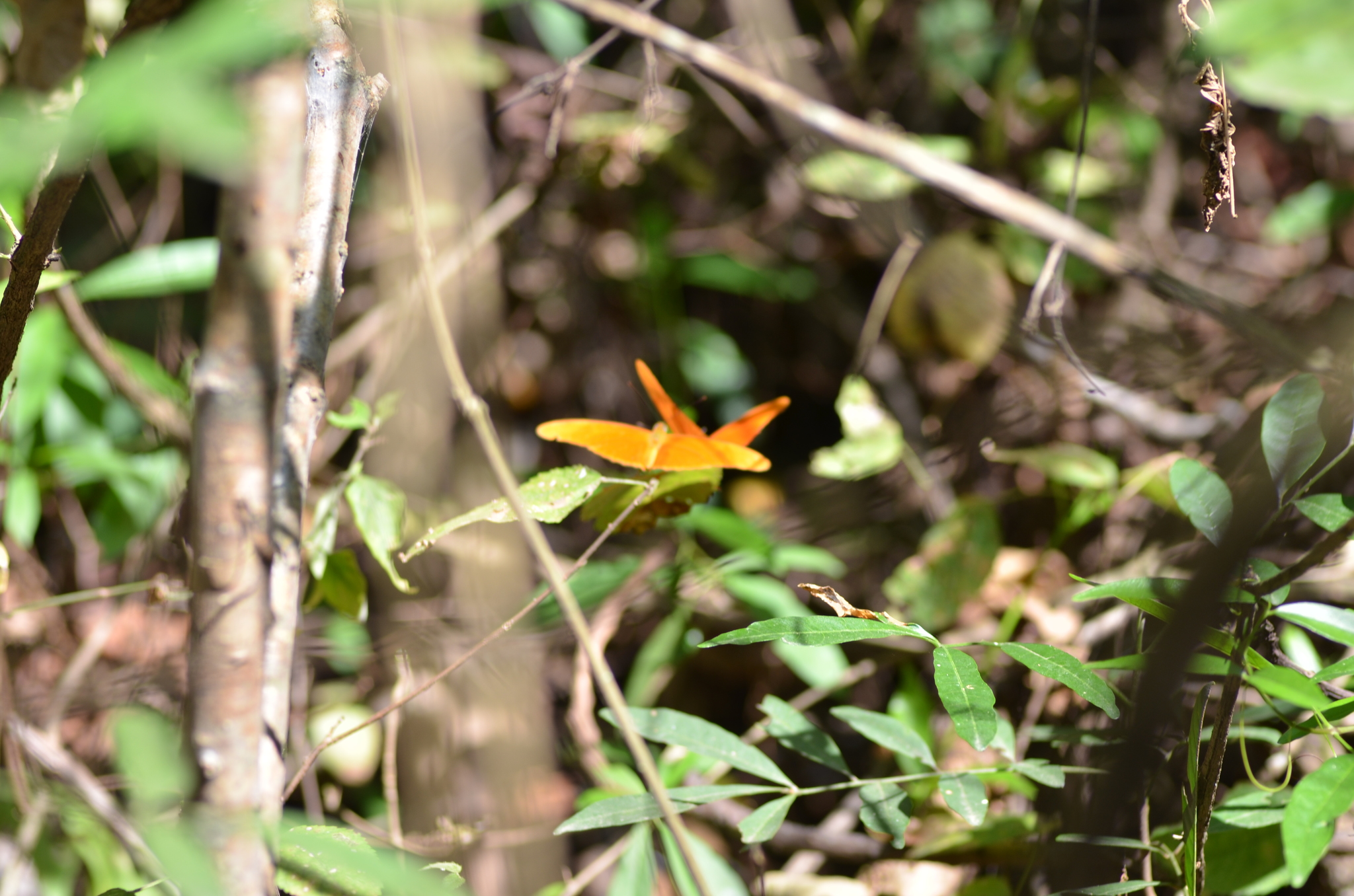 Dryas iulia image