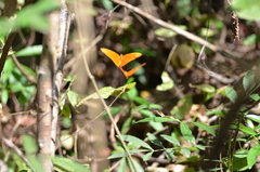 Dryas