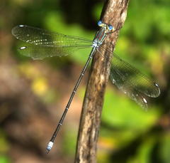Lestes virgatus