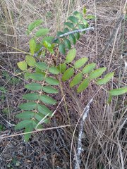 Zanthoxylum coco