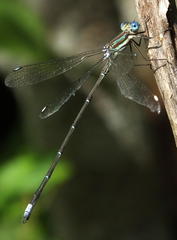 Lestes virgatus