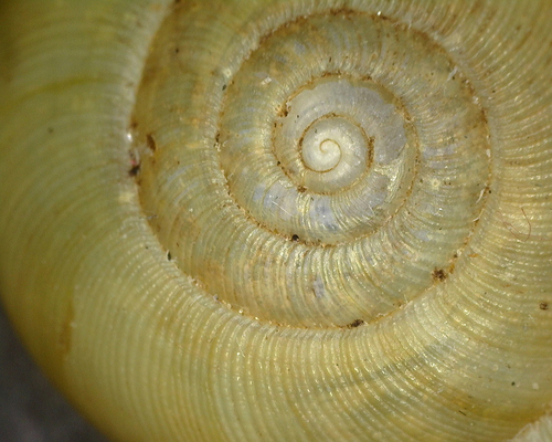 Beaded Lancetooth Snail