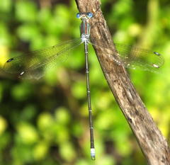 Lestes virgatus
