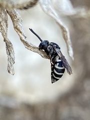 Triepeolus pectoralis