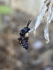 Triepeolus pectoralis
