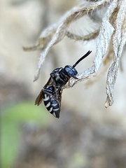 Triepeolus pectoralis