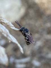 Triepeolus pectoralis