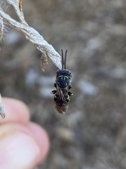 Triepeolus pectoralis