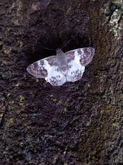 Polyctor polyctor