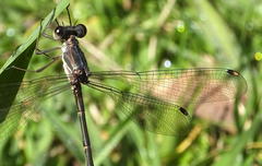 Chlorolestes tessellatus