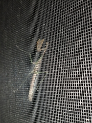 Stagmomantis carolina