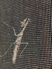 Stagmomantis carolina