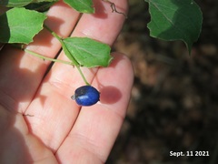 Symplocos paniculata