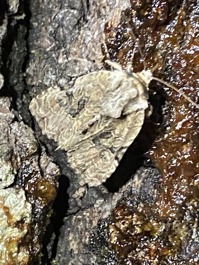 Black-banded Brocade
