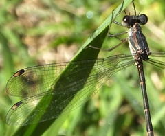 Chlorolestes tessellatus