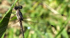 Chlorolestes tessellatus
