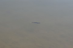 Tetractenos hamiltoni