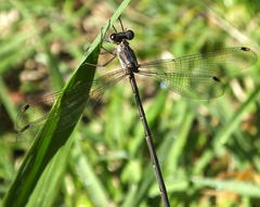 Chlorolestes tessellatus