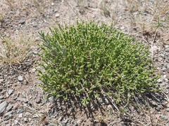Anabasis brevifolia