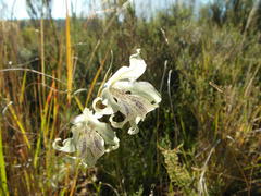 Gladiolus recurvus