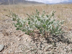 Chenopodium frutescens