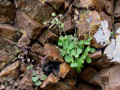 Crassula nemorosa