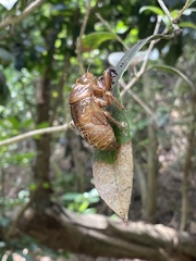 Cryptotympana atrata