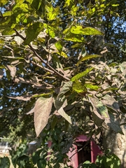 Capnodiaceae